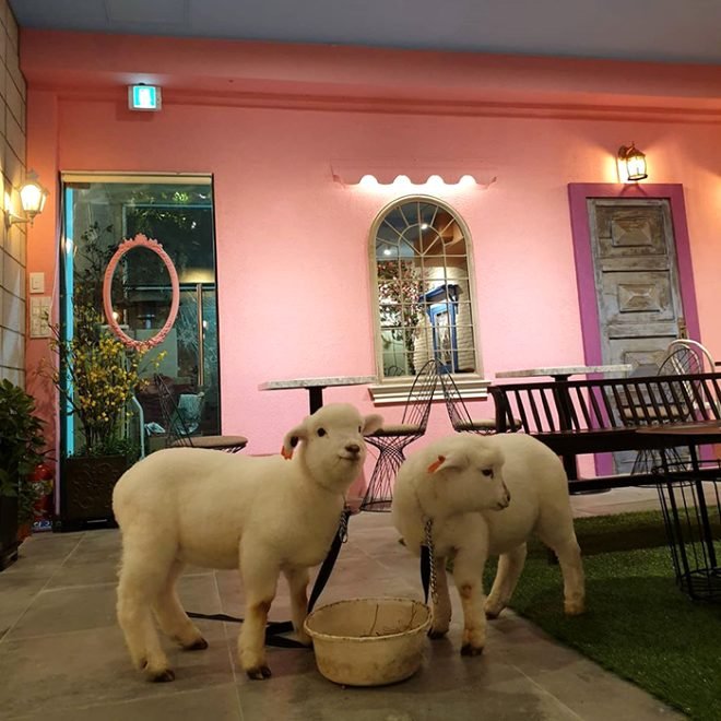 Güney Kore’deki koyunlu cafede çekilen kuzunun bu görüntüsü sosyal medyayı salladı!