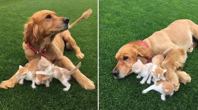 Kedi yavrularına annelik yapıyor